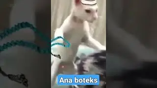 boteks lab
