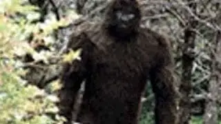 Топ 5 Видео Доказательств Существования Йетти Снежного Человека