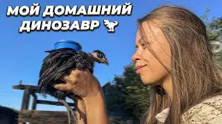 STARTED A SMALL FARM IN THE VILLAGE | MOTIVATION FOR CLEANING