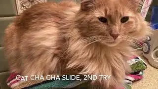 Golden fluffy kitty  doing Cha Cha slide dance