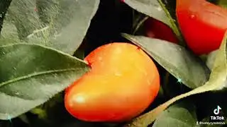 🌶✨