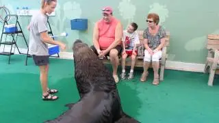 A Sea Lion Birthday Encounter At Coral World