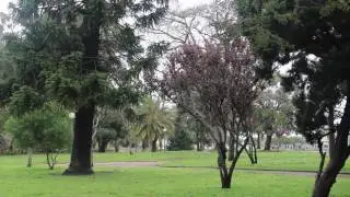 3- Selva bien tranquilita y linda - Guiso