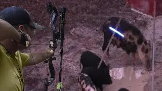 صيد الخنازير المخربة في الحقول بالسهم 😱🔥👍👌 الجزء 1