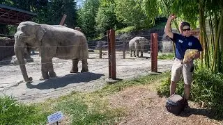 How many pounds does an elephant weigh?