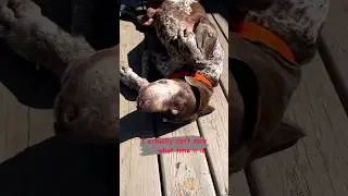 😴 💤 #lazydog #animallover #doglover #huntingdog #funnydogs #funnyshorts #cutedog #viralshorts