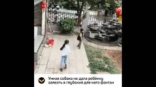 Умная собака не дала мальчику залезть в фонтан за мячиком