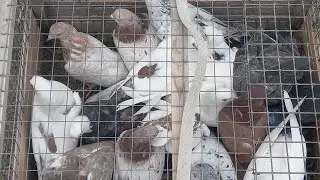 #Pigeons