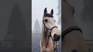 Beautiful horse