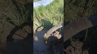 Находка на болоте