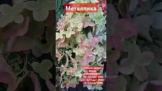 #МЕТАЛЛИКА #гортензииметельчатые