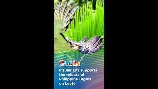 Insular Foundation supports the release of Philippine Eagles in Leyte
