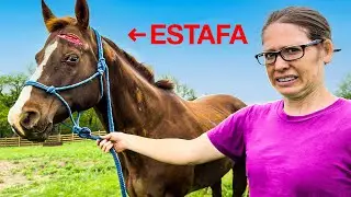 El caballo que compramos era salvaje. (ESTAFADO)