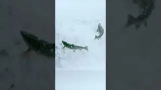 🐟 Нерест и жизненный цикл лососевых. Как нерестится лосось? 🎣
