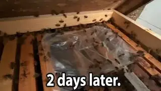 Hive Alive EZ Feed after Two days on a Weak Hive. S8E27 #beekeping