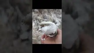 Загадай желание)