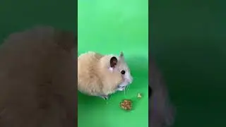 🐹 cute hamster eating and walking