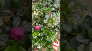 Flower🌺🌹collection in Village area ☺️....