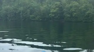 XRP *LIVE*