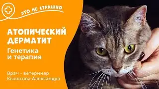 Это не страшно. Атопический дерматит у кошек.