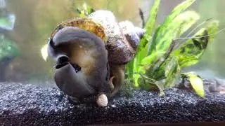 Mystery Snail Eating Bottom Feeder Pellet.