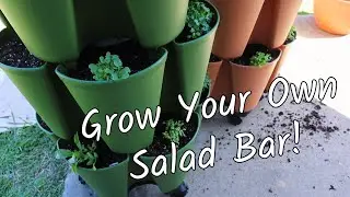 Salad Bar in a Greenstalk | Homestead Dreaming