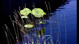 Limited Edition Art Photography