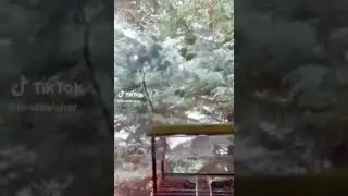 белка улетела