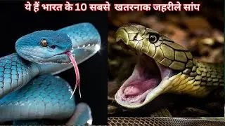 Top 10 Deadly Snakes Found in India |  भारत में पाए जाने वाले 10 सबसे खतरनाक साँप