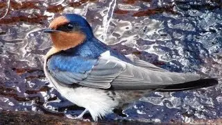 Up Close with a Welcome Swallow
