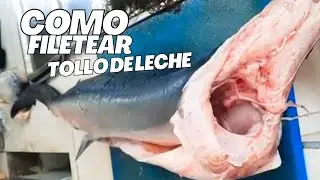 Fileteando  tiburón azul  #fish #tiburon #filetedepescado #fileteando
