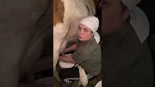 Корова не дождалась окончания дойки и ушла 🫣