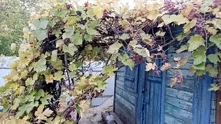 Купите?