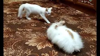 Reaction of a kitten to a rabbit