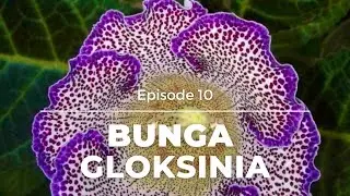 MIRIP BUNGA APAKAH INI ?