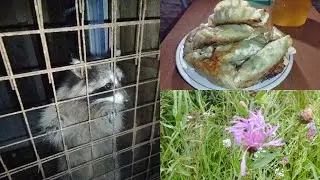#влог Дачный влог/Всё зарасло на участке( Мини-влог