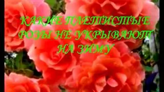 КАКИЕ ПЛЕТИСТЫЕ РОЗЫ НЕ УКРЫВАЮТ НА ЗИМУ
