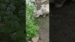 Прыг-скок = кувырок 🤗