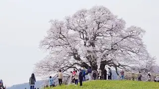 醍醐桜 - 春、桜、老樹 | 岡山県真庭市