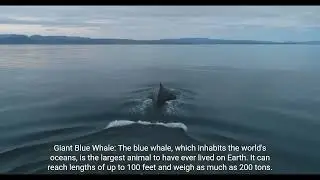 4 Interesting Facts About the Ocean