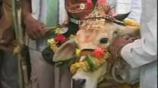 Cow wedding in India