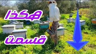 تقسيم خلايا النحل: نصائح عملية لنجاح المنحل