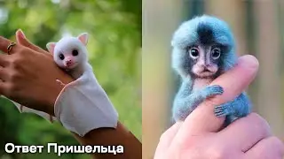 НОВЫЕ ФОРМЫ ЖИЗНИ И ДОСТУП К ДАННЫМ ГАЛАКТИЧЕСКОГО СООБЩЕСТВА
