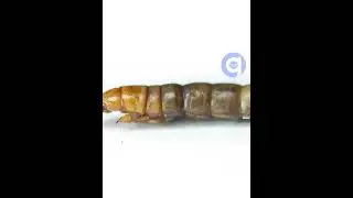 Mealworm Timelapse - Macro Time Lapse