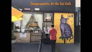 Temperament Examples at the Cat Cafe