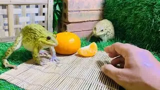 Cute baby frogs protect orange 🍊 & funny frogs funny animals #funnyanimals