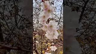 看看看，今天早晨，樱花树开花了！坐标纽约贝赛！现在不是春天对吗？