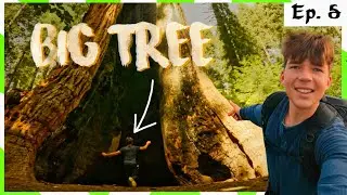 Biggest Tree in the World?