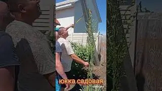 Ничего себе! Юкка 220см
