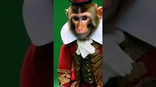 Amazing monkey green screen - FREE 